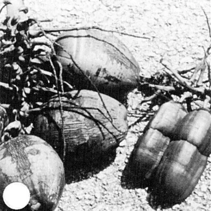 Coconut tinangaja viroid