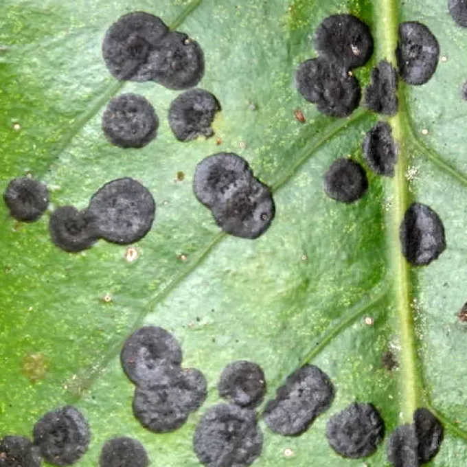 Brefeldiellaceae