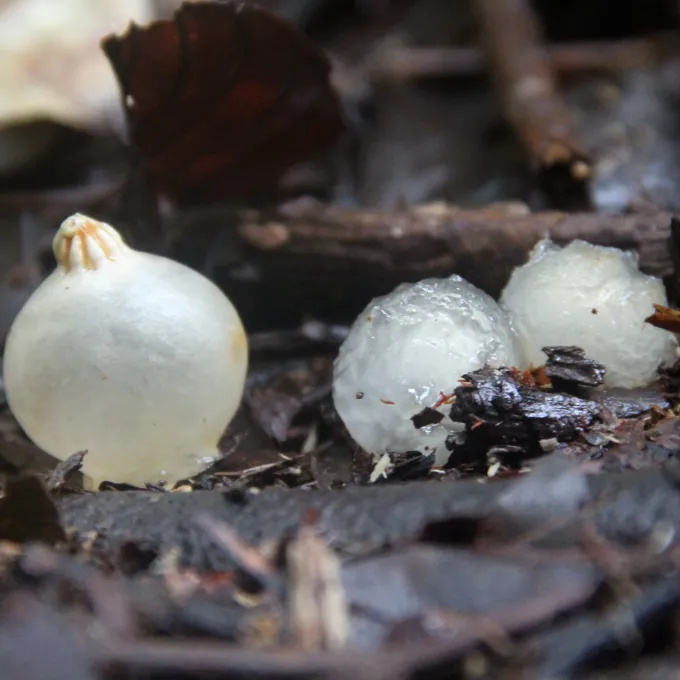 Calostomataceae