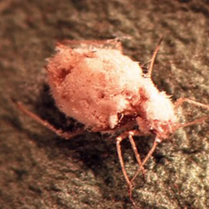 Erynia neoaphidis