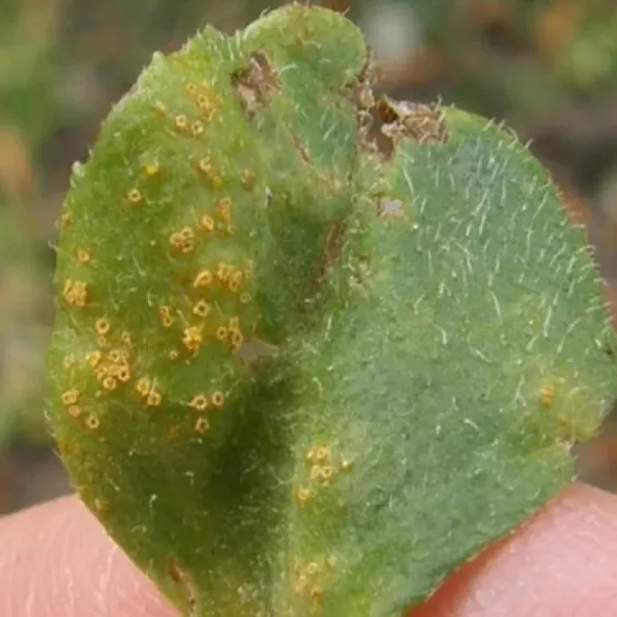 Daisy rust