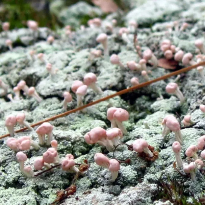 Icmadophilaceae
