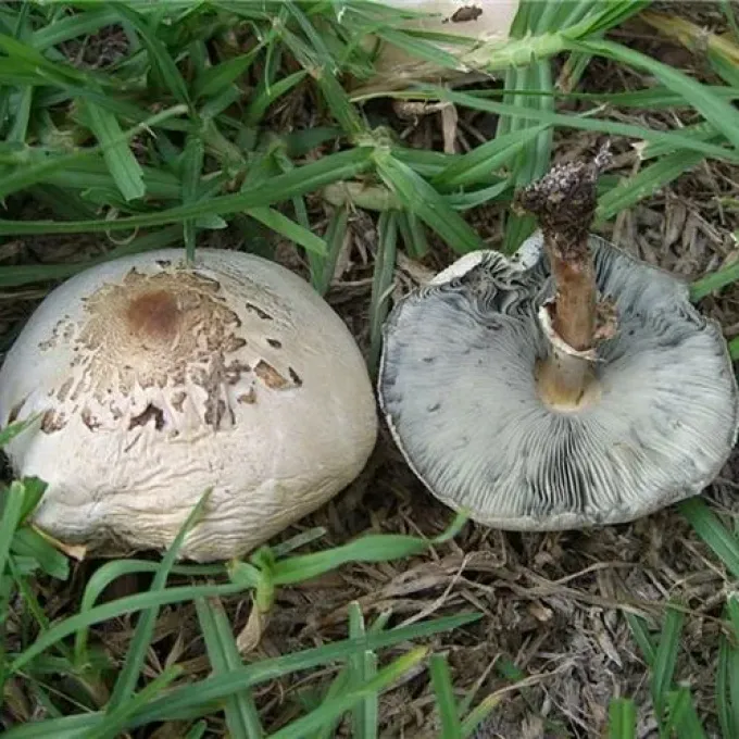 Хлорофілум свинцевий