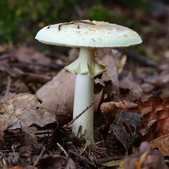 False death cap
