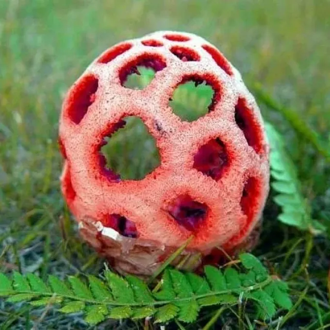 Latticed stinkhorn