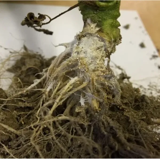 Amylocorticiaceae fungi