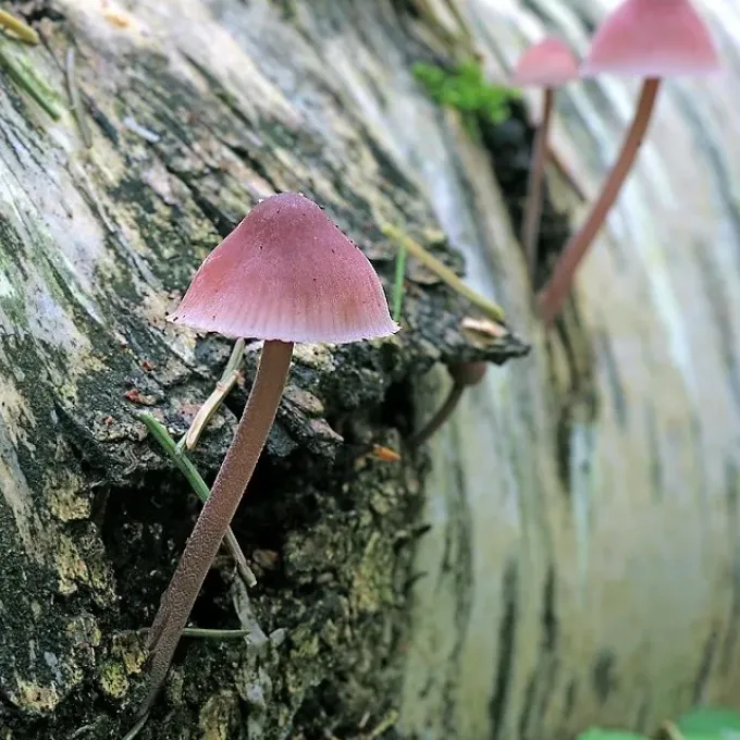 Mycena haematopus