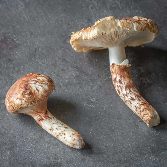 Pine mushroom