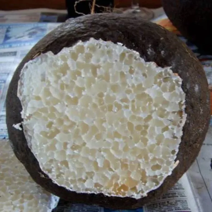 Laccocephalum