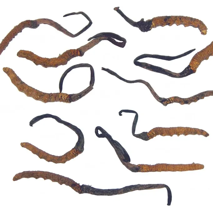 Cordyceps sinensis