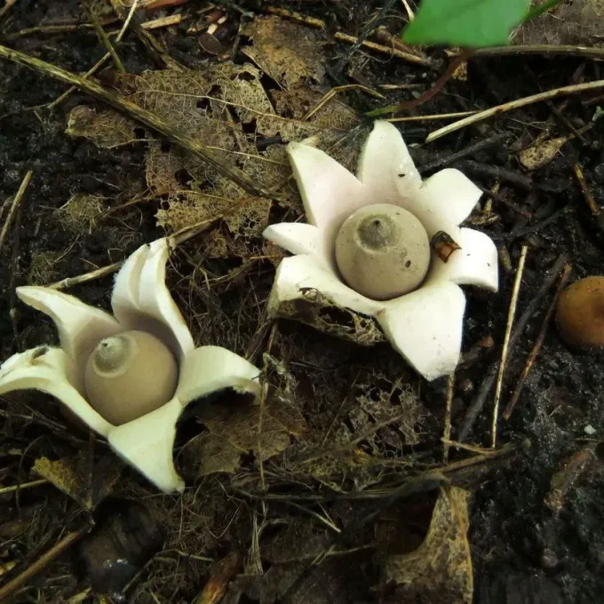 Geastrum saccatum