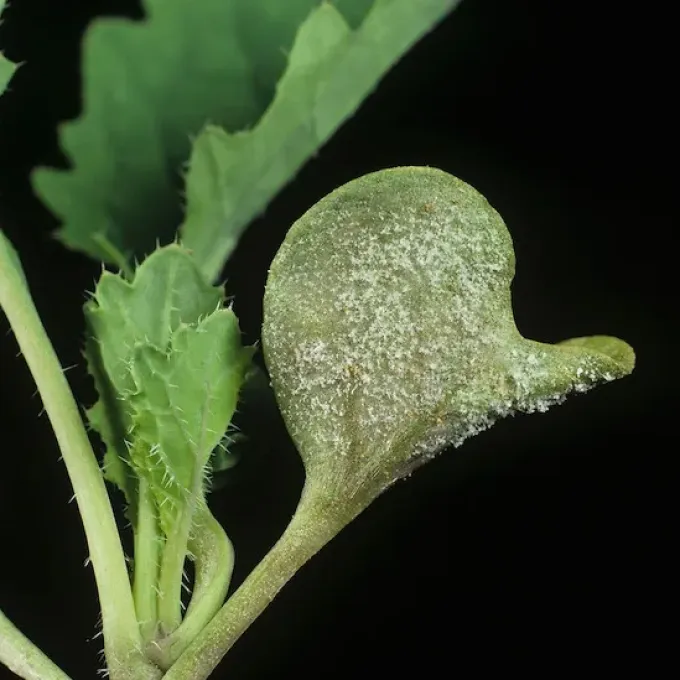 Downy mildew of camelina