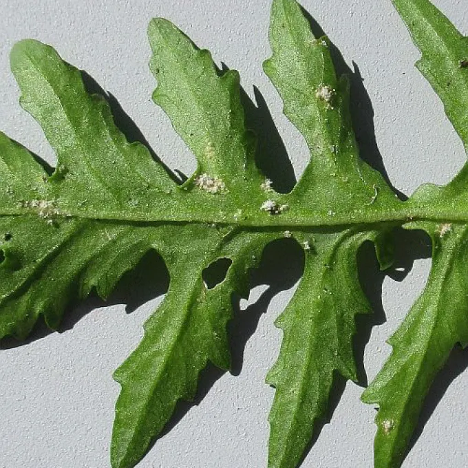 Ложная мучнистая роса жерушника