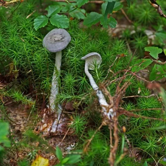 Cantharellula umbonata