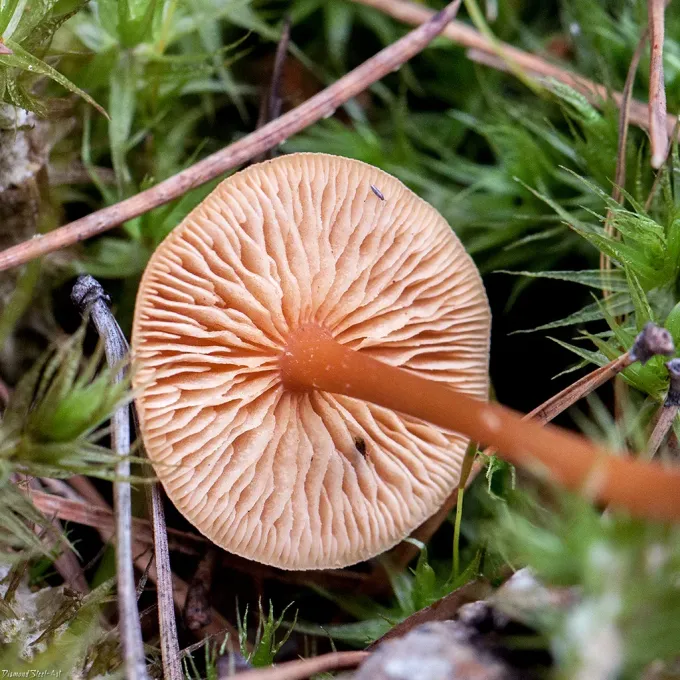 Gymnopus erythropus