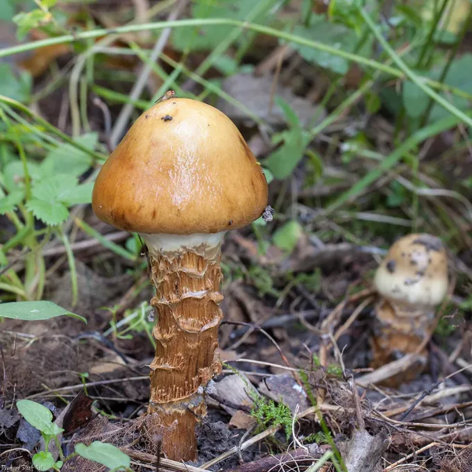 Girdled webcap