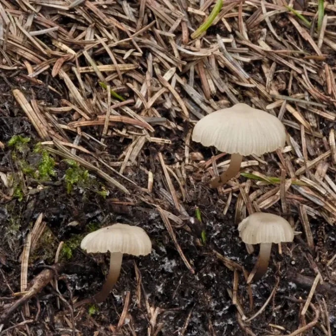 Fayodia bisphaeriga