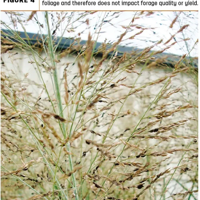 Tilletia maclaganii