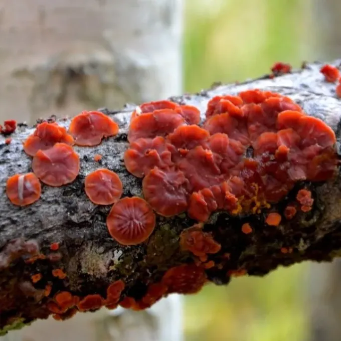 Willow crust fungus