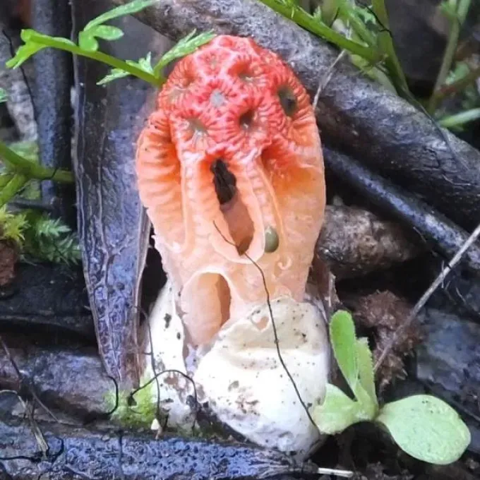 Colus hirudinosus
