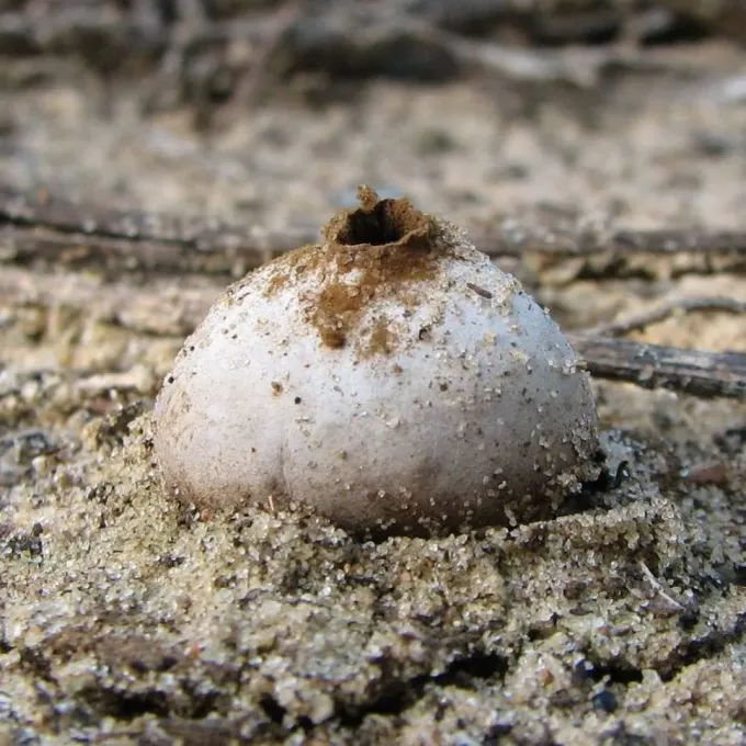 Disciseda bovista