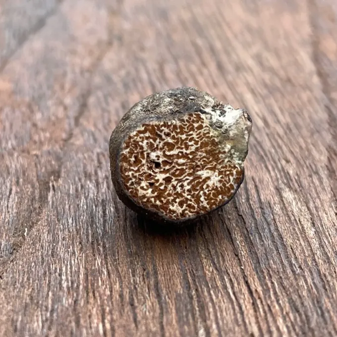 Octaviania asterosperma