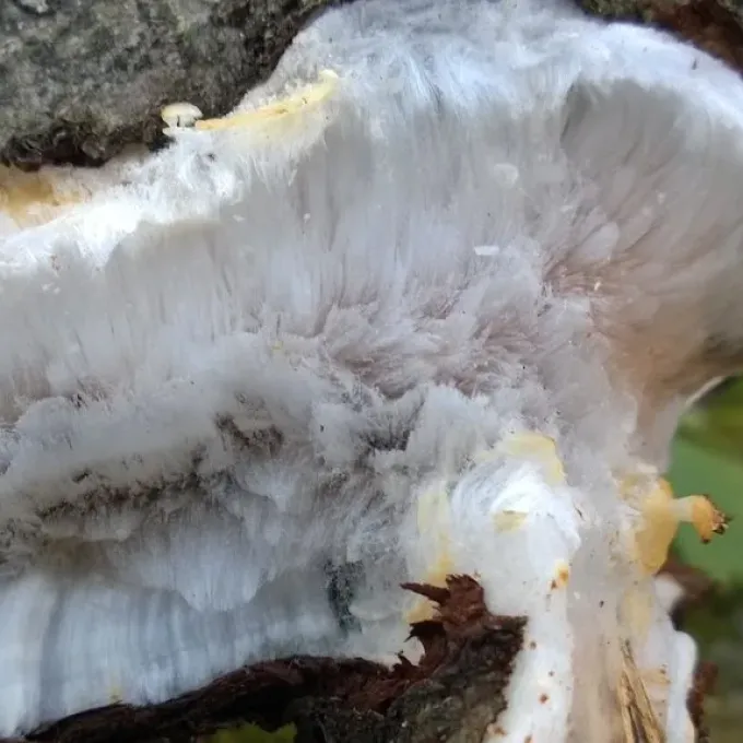 Exidiopsis effusa
