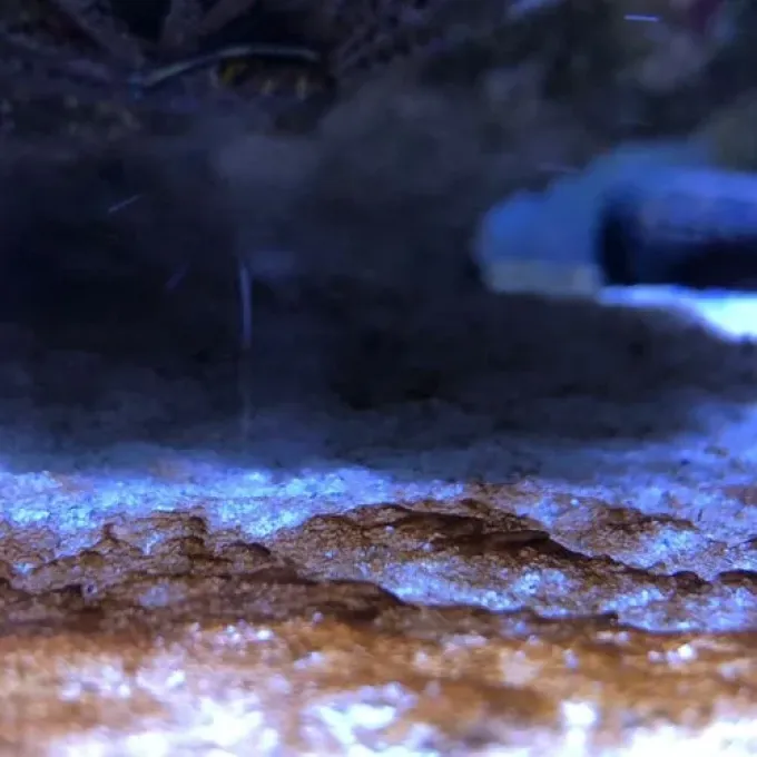 Dinophyceae