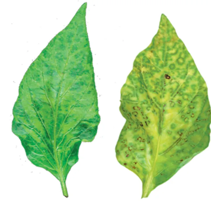 Pepper vein banding virus