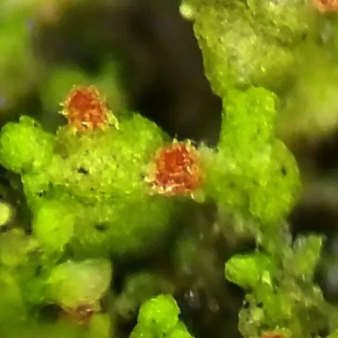 Vezdaea aestivalis