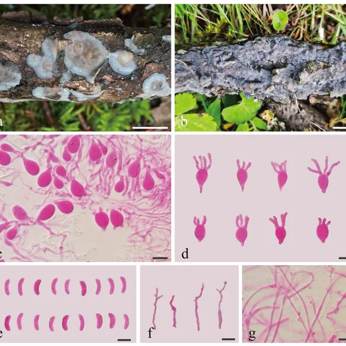 Phragmoxenidium mycophilum