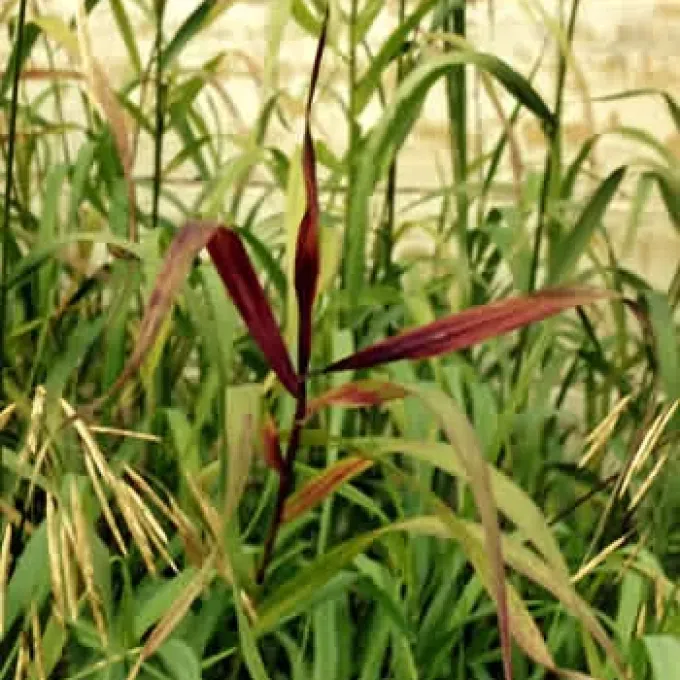 Barley yellow dwarf virus