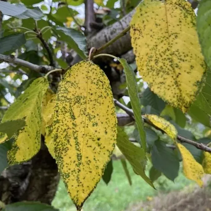 Blumeriella ceanothi