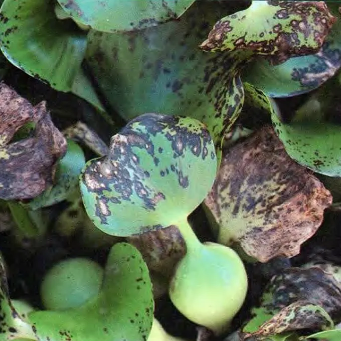 Cercospora leaf spot of water hyacinth