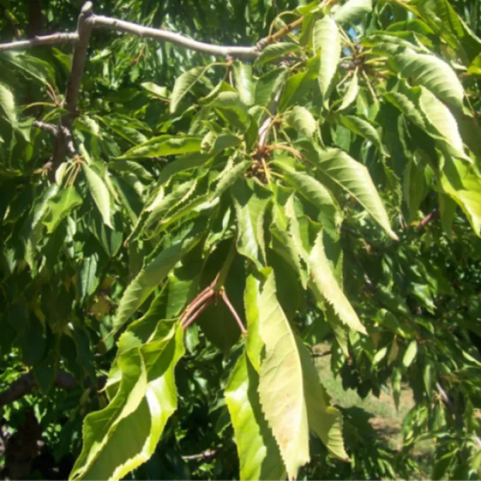 Grapevine fanleaf virus