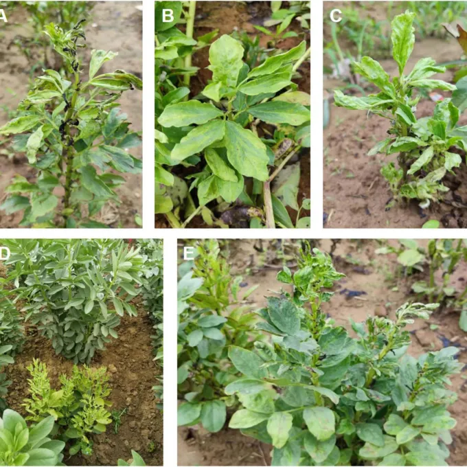 Vicia partitivirus