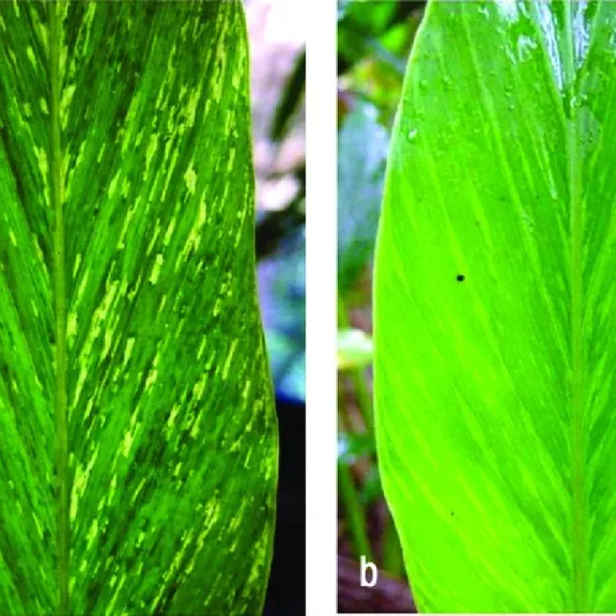 Cardamom mosaic virus