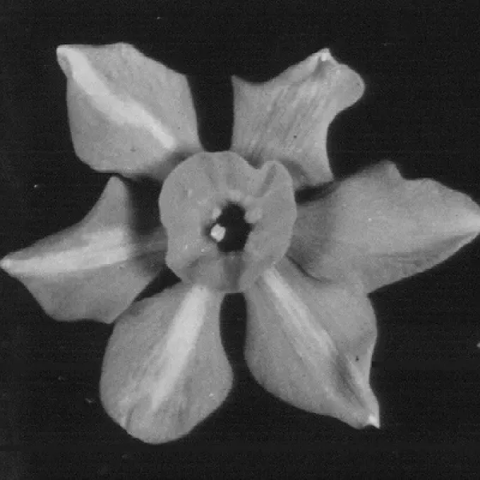 Nerine mosaic virus