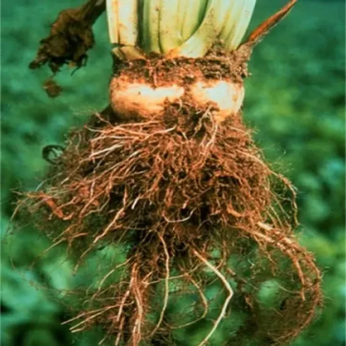 Beet Rhizomania
