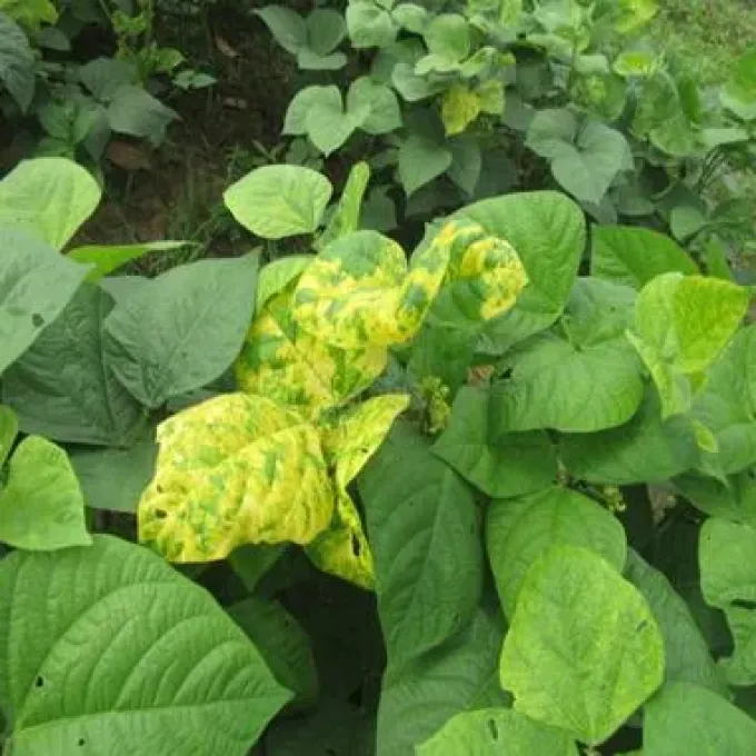 Macrotyloma begomovirus