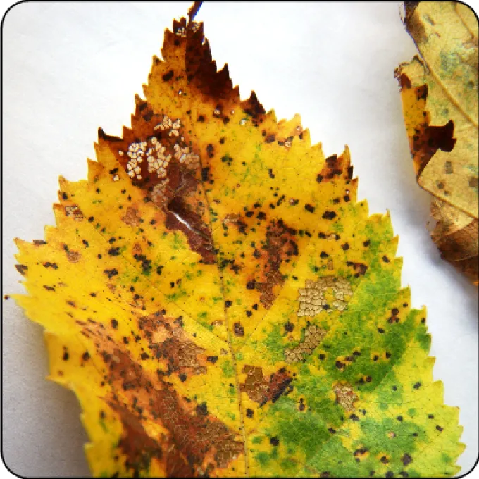 Birch leaf spot