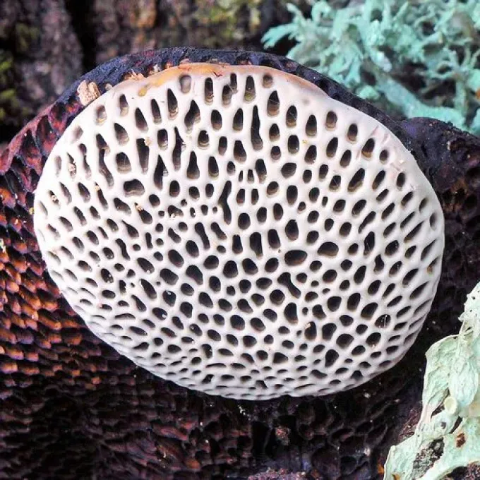 Daedaleopsis nitida