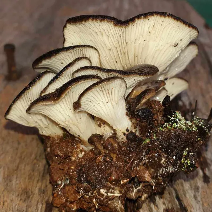 Hohenbuehelia geogenia