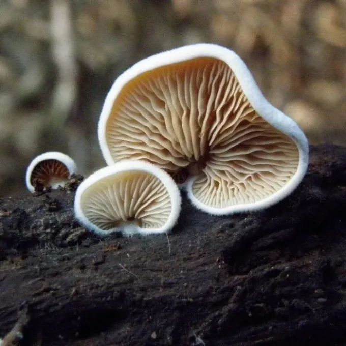 Crepidotus cesatii