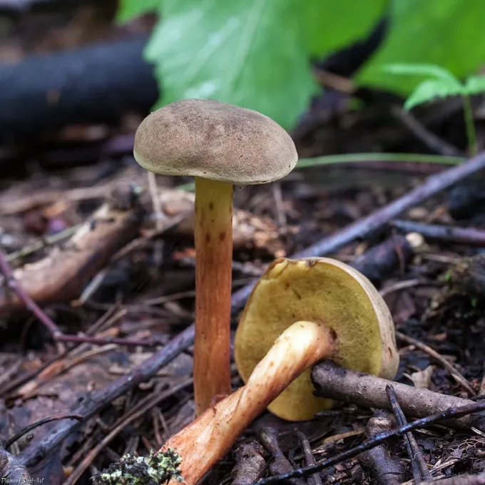 Rusty-brown bolete
