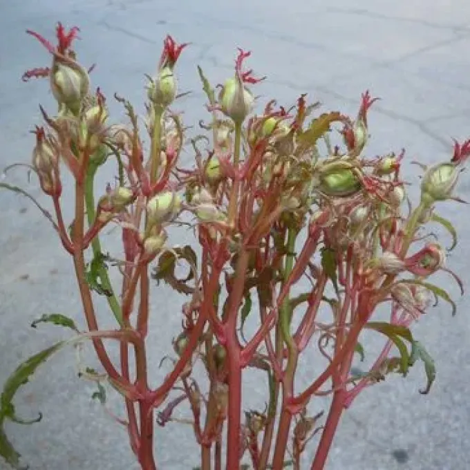 Rose rosette virus