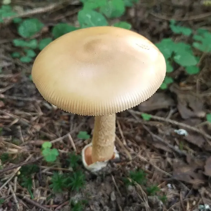 Saffron ringless amanita