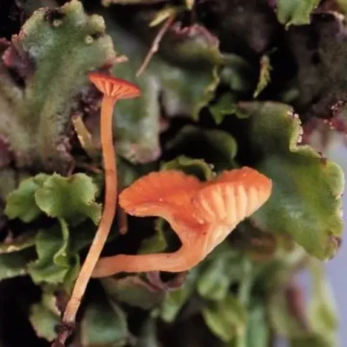 Arrhenia auriscalpium