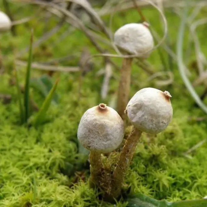 Tulostoma niveum