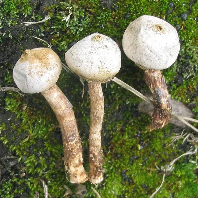Tulostoma melanocyclum